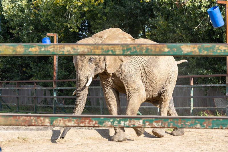 Takeover @  Howletts:-  Romney Marsh Beavers & Cubs Make Memories